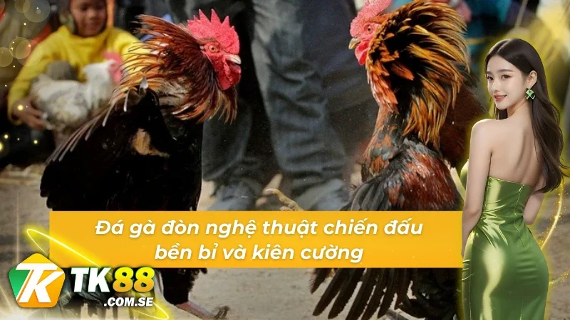 Đá gà WS168 đòn nghệ thuật chiến đấu bền bỉ và kiên cường